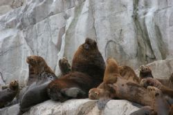 Lobo de mar, Chilean fjords, Patagonia, in a colony of >8... by David Thompson 